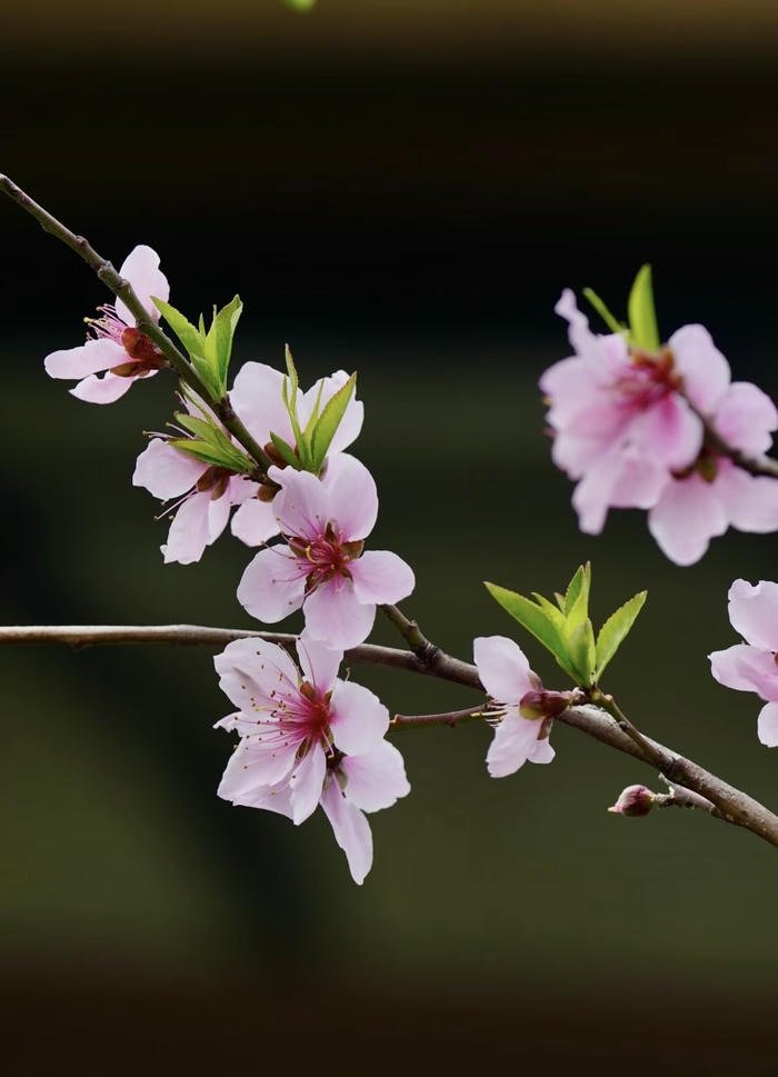 hình hoa đào tinh khiết phong thủy