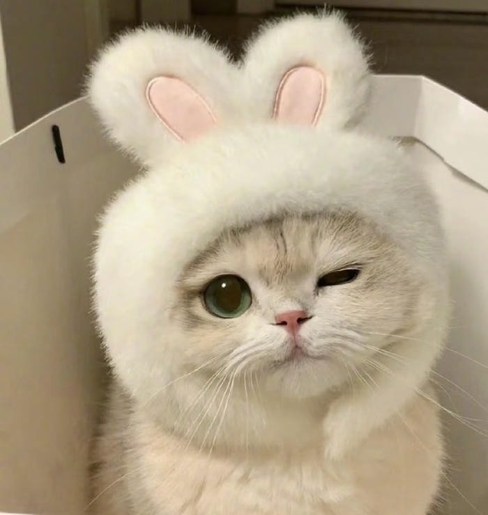 hình icon thú vui nhộn avatar biểu tượng động vật