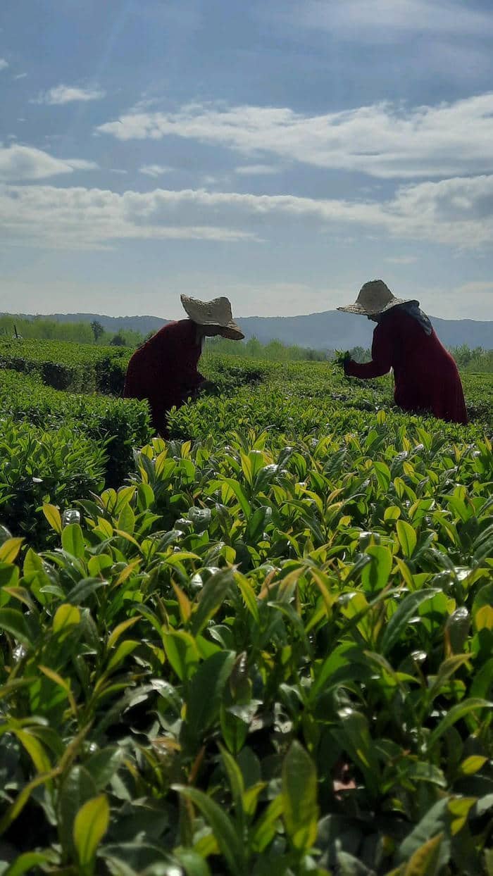 hình nền đồi chè xanh bắt mắt