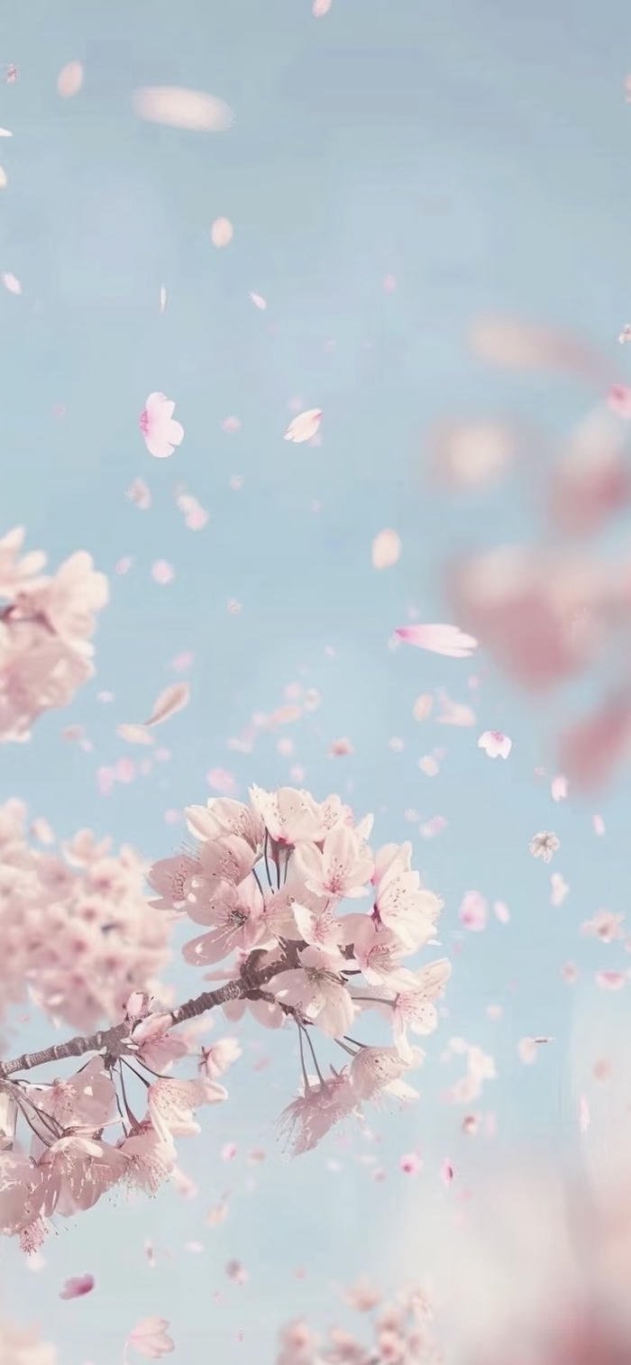 hình nền hoa anh đào cánh rơi lãng mạn
