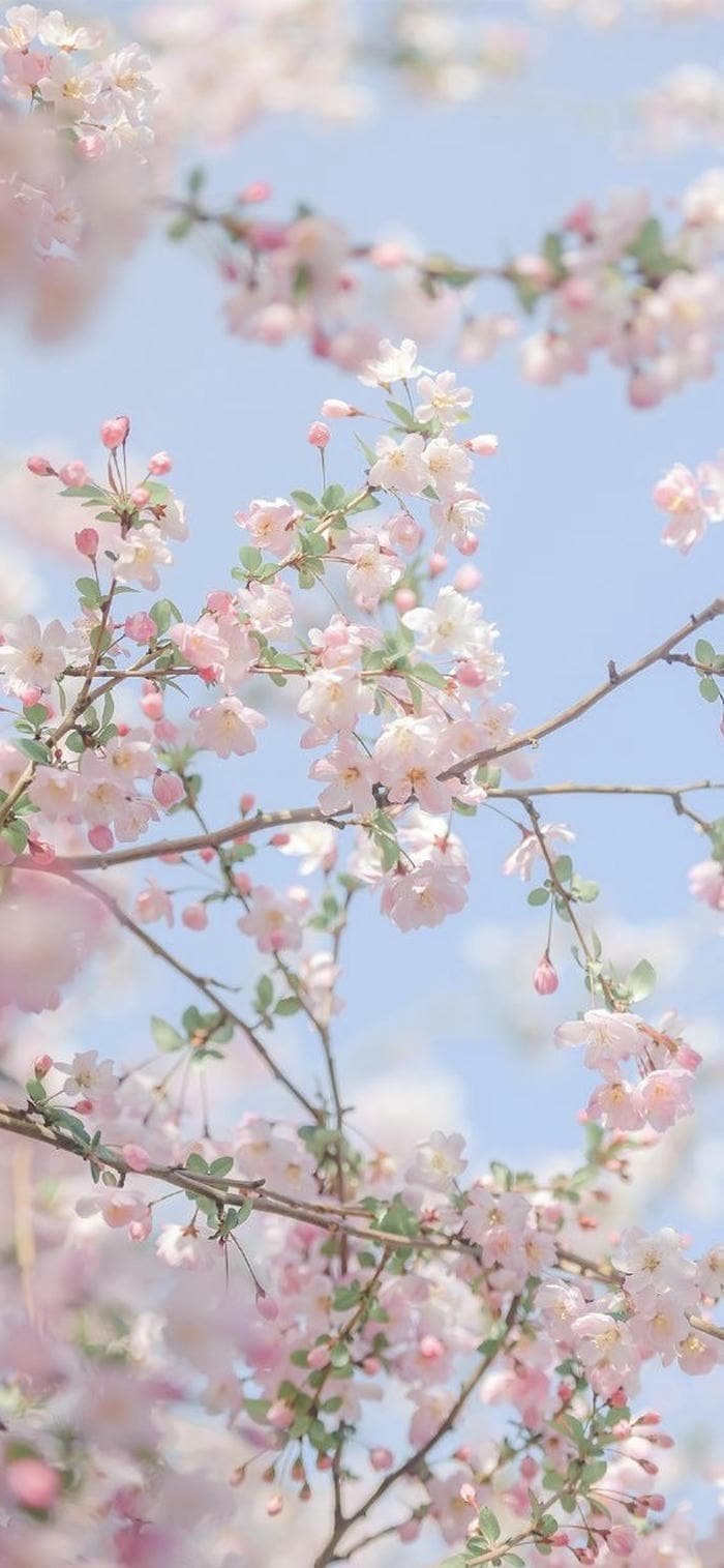 hình nền hoa anh đào đẹp nhẹ nhàng