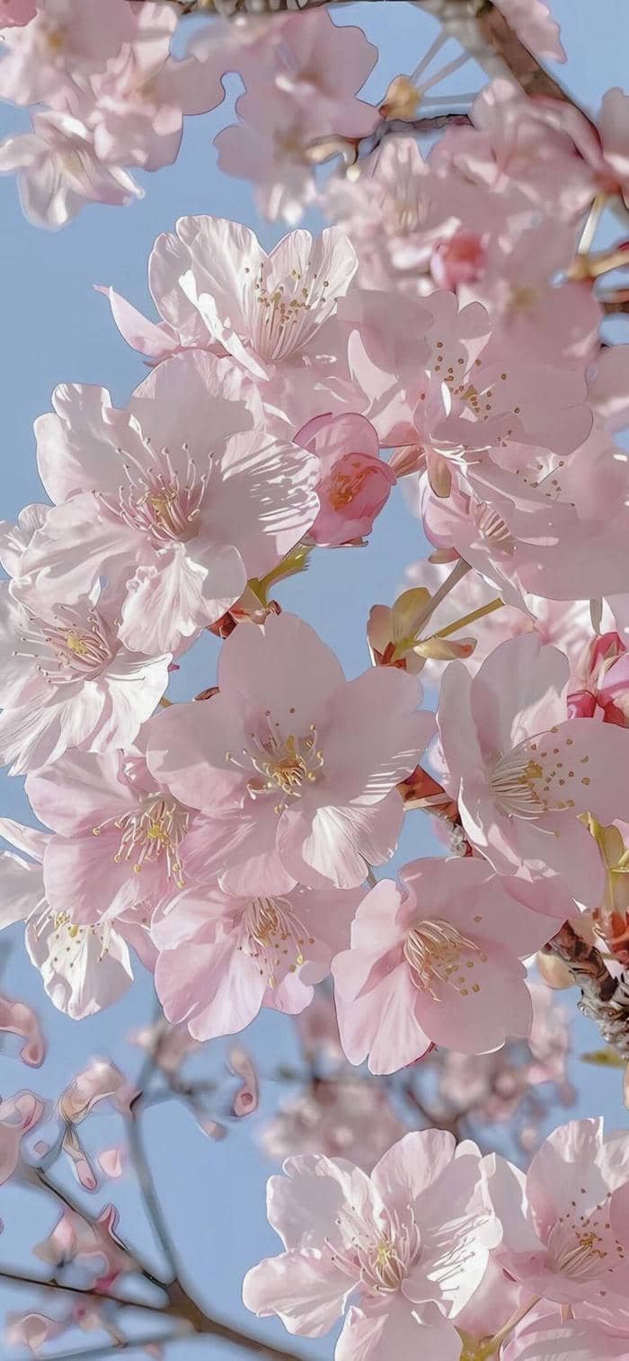 hình nền hoa anh đào phong cảnh xuân