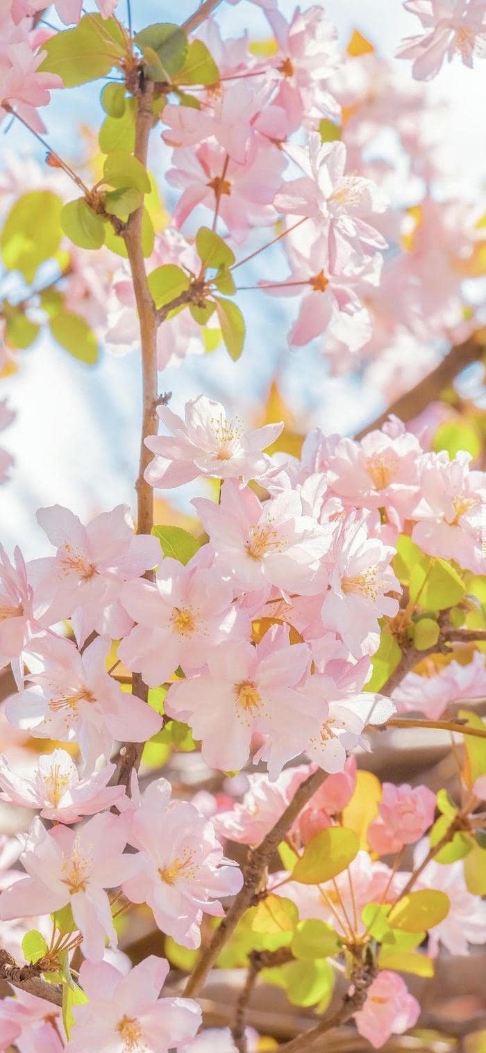 hình nền hoa anh đào rực rỡ dịu dàng