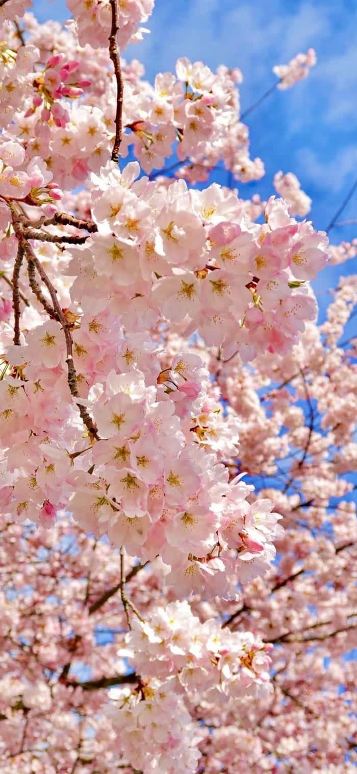 hình nền hoa anh đào trời xanh mát