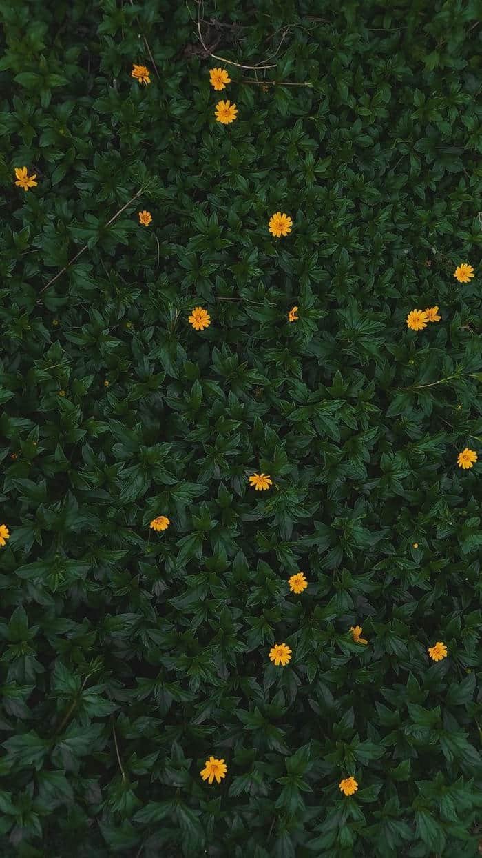 hình nền hoa dại vintage dịu dàng