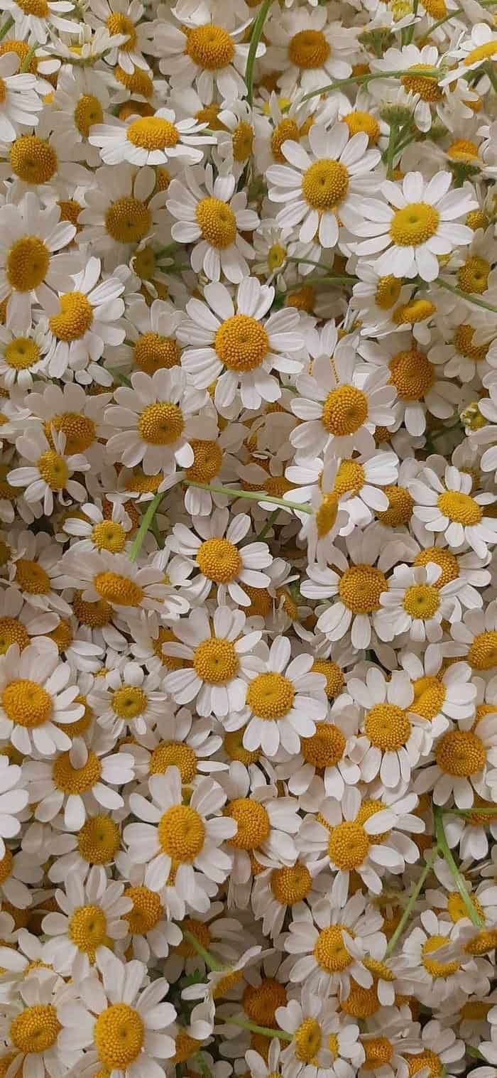 hình nền hoa dại vintage lộng lẫy