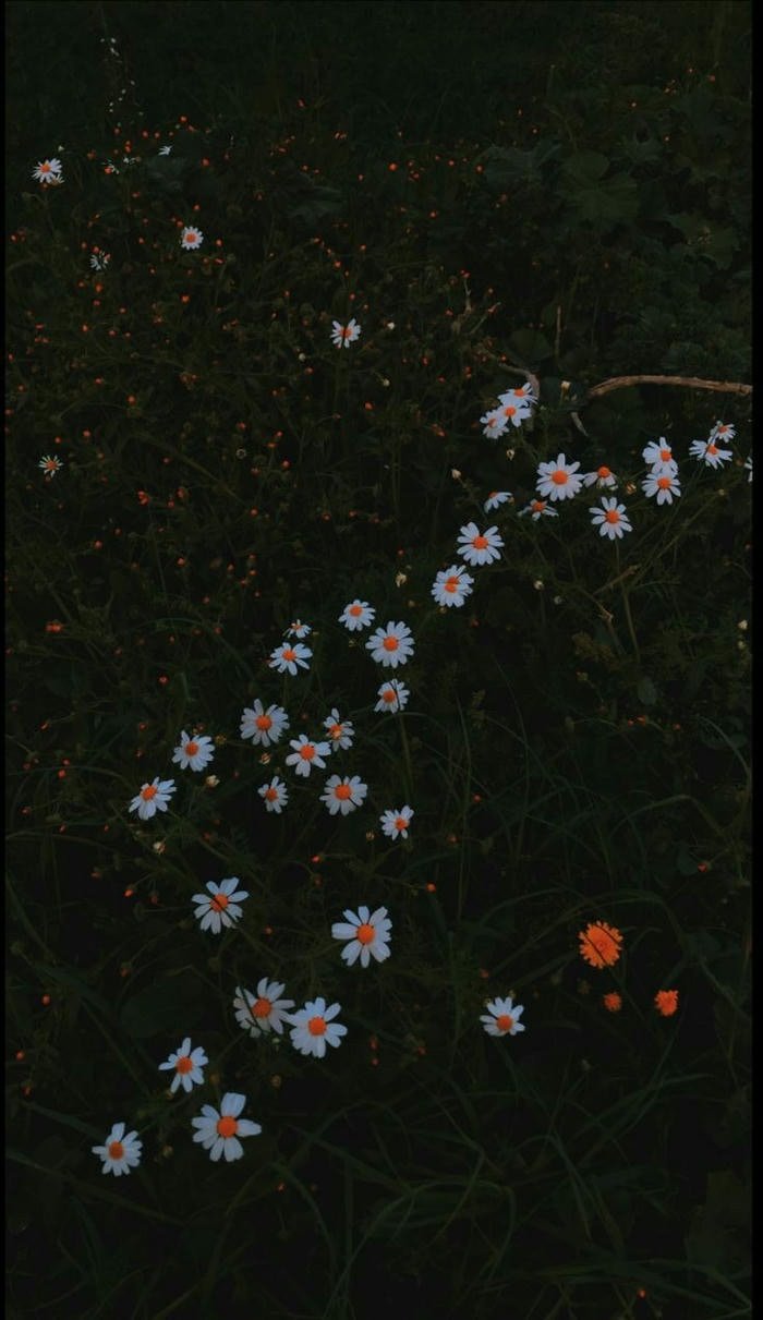 hình nền hoa dại vintage rực rỡ