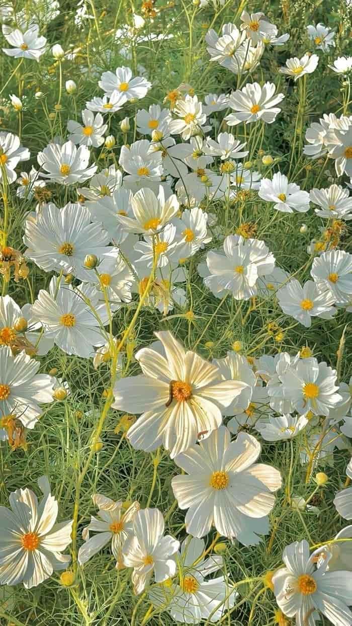 hình nền hoa dại vintage sang trọng