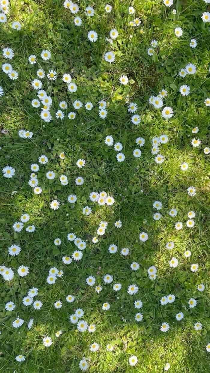 hình nền hoa dại vintage thanh lịch