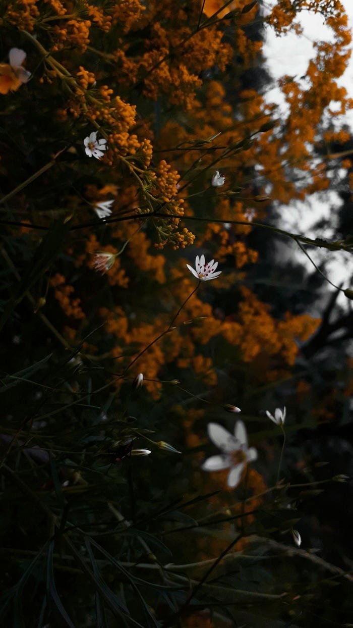 hình nền hoa dại vintage tinh tế