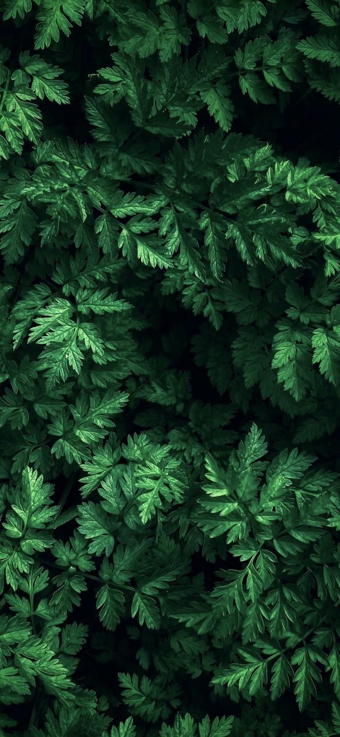 hình nền lá cây xanh tươi