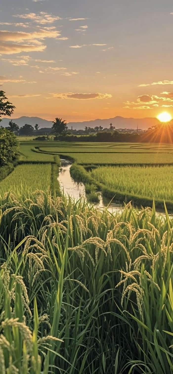 hình nền phong cảnh đồng quê chiều vàng óng