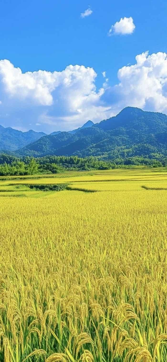 hình nền phong cảnh đồng quê trời xanh