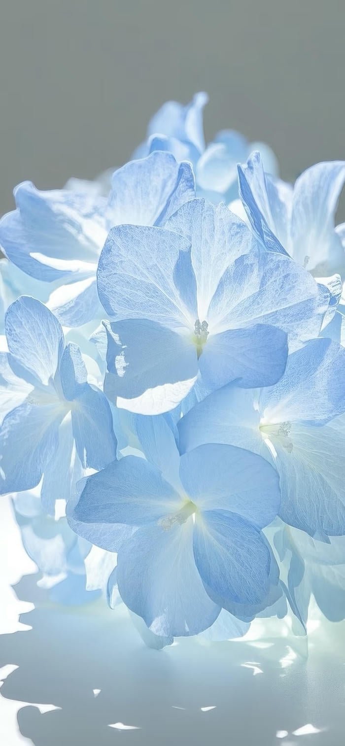 hình nền xanh dương của hoa mềm mại