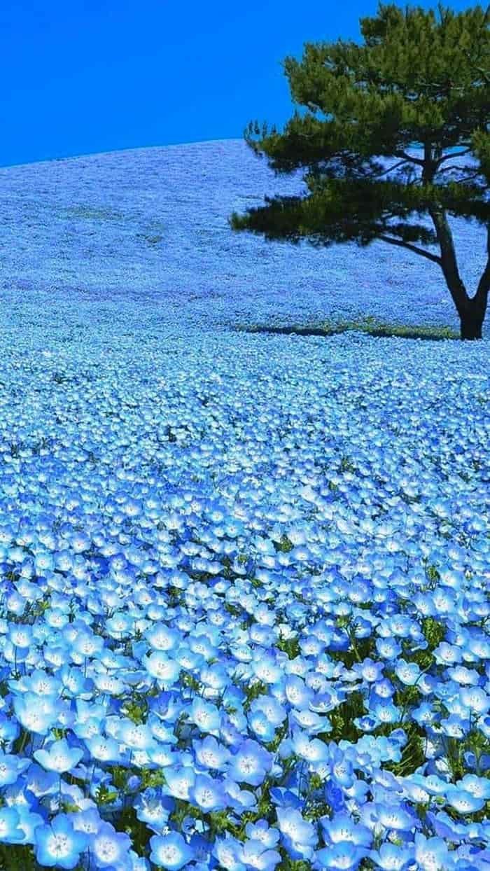 hoa dại vintage hình nền sang trọng