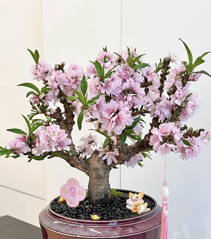 hoa đào đón phúc tài lộc