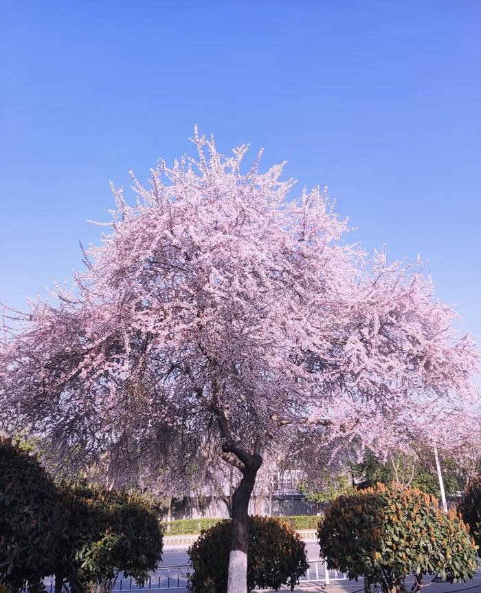 hoa đào phong thủy đem may