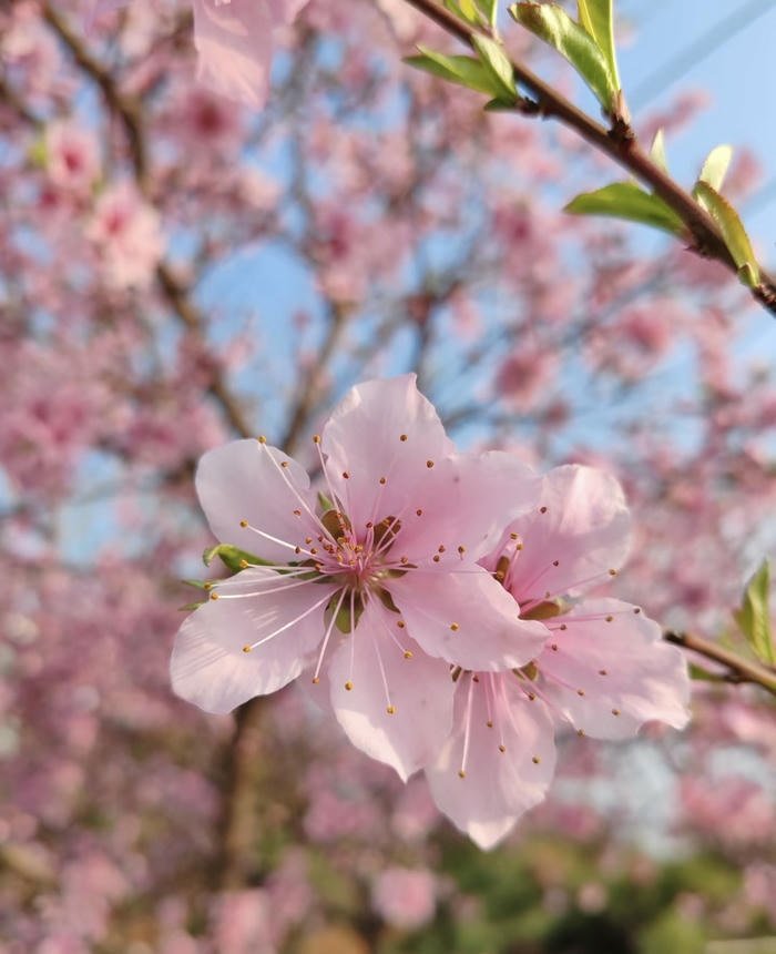 hoa đào phong thủy tượng trưng may