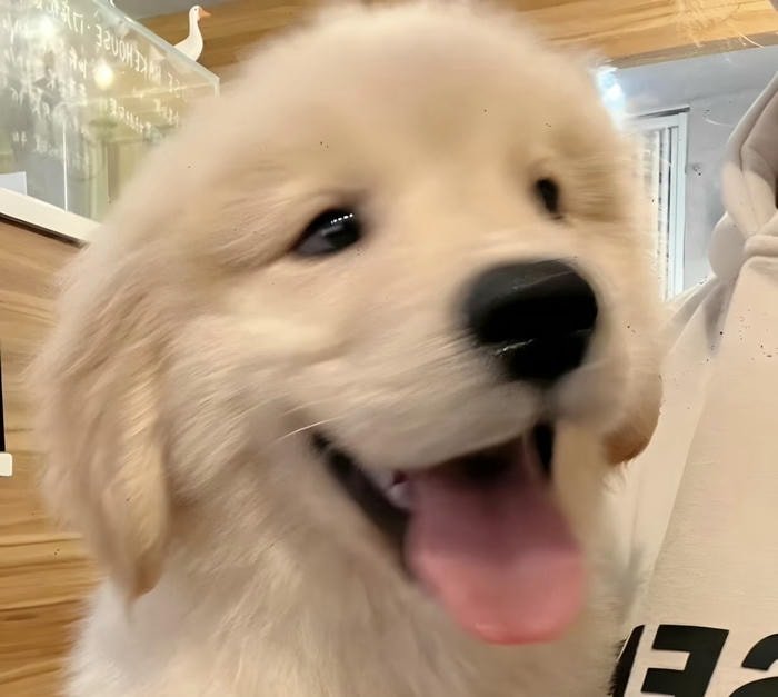 icon thú nhỏ avatar biểu tượng động vật