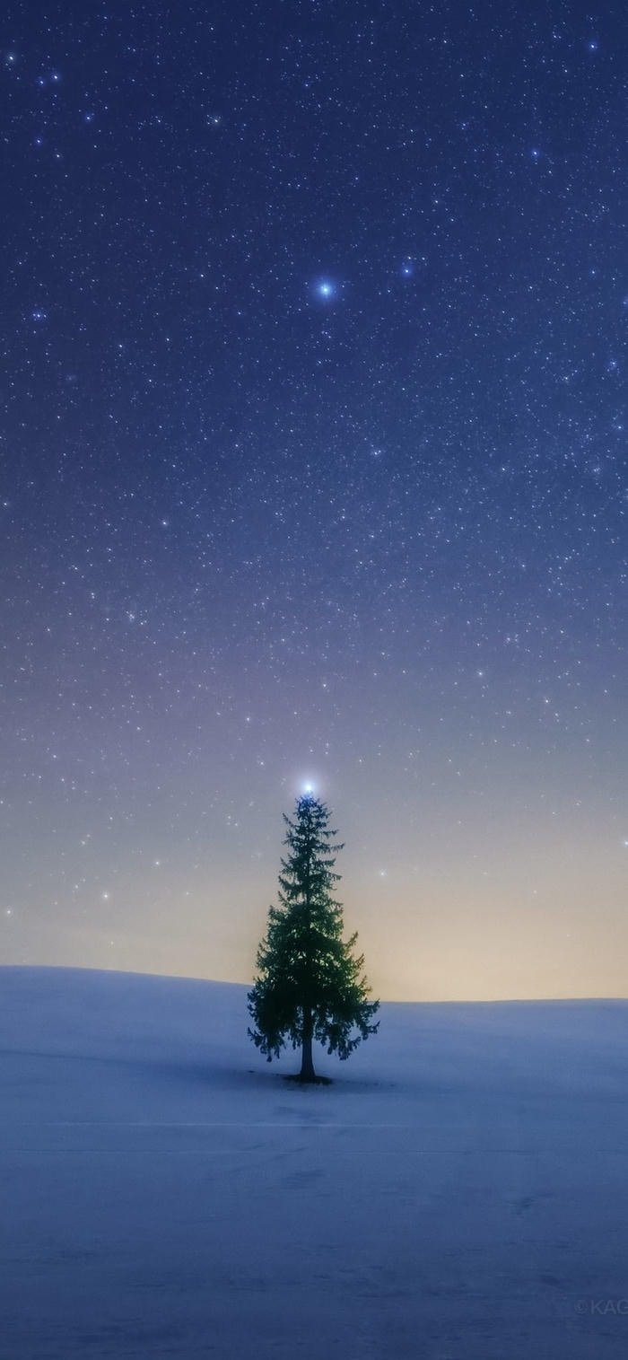 nền đồi tuyết trắng phủ dày cây thông cô đơn