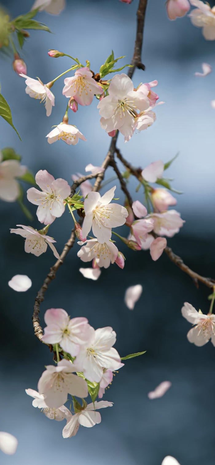 nền hoa anh đào đẹp mộng mơ nhẹ