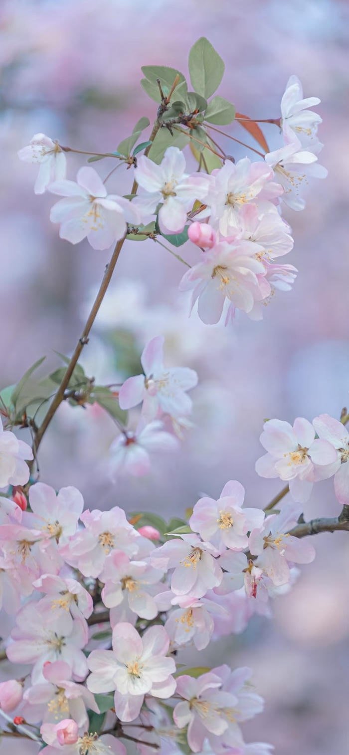 nền hoa anh đào màu pastel dịu nhẹ
