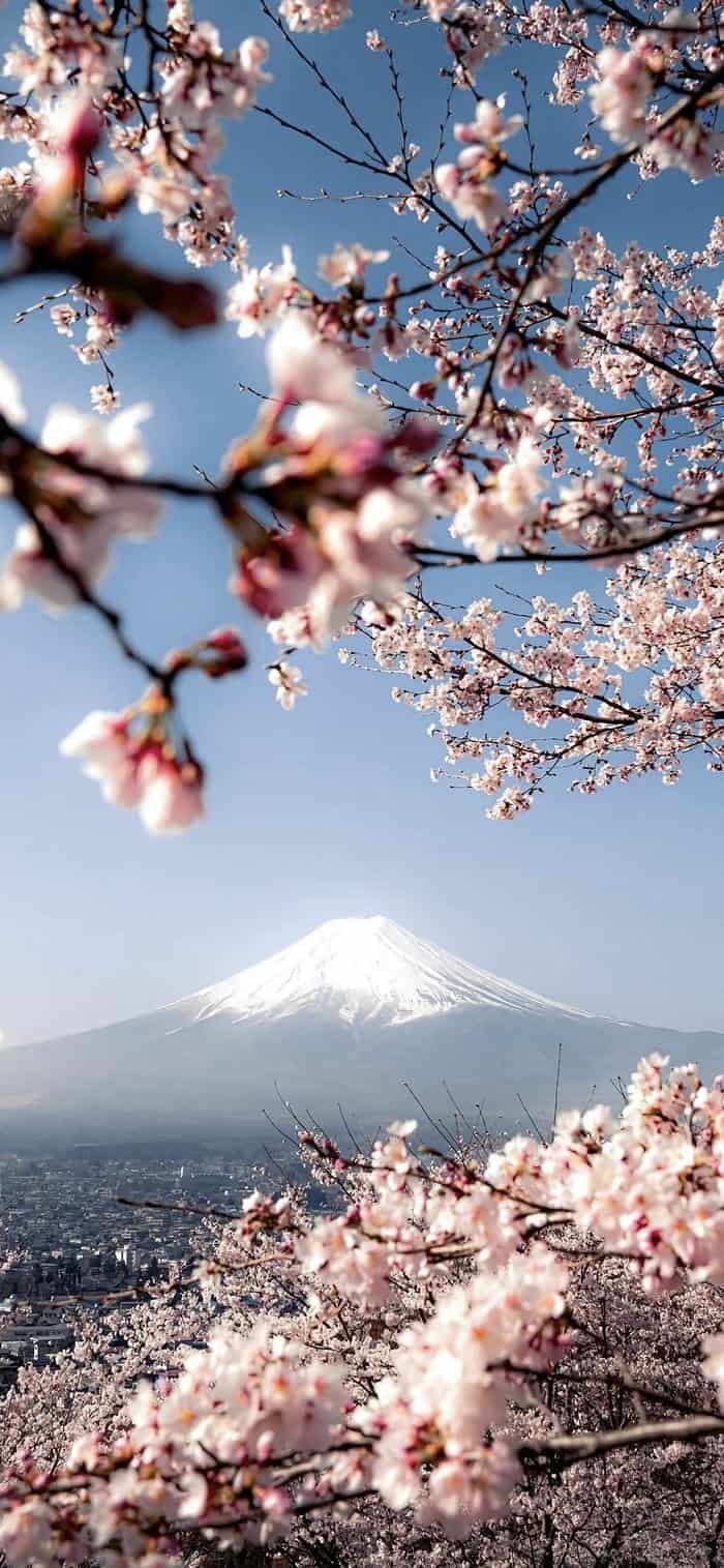 nền hoa anh đào nhẹ nhàng phong cảnh