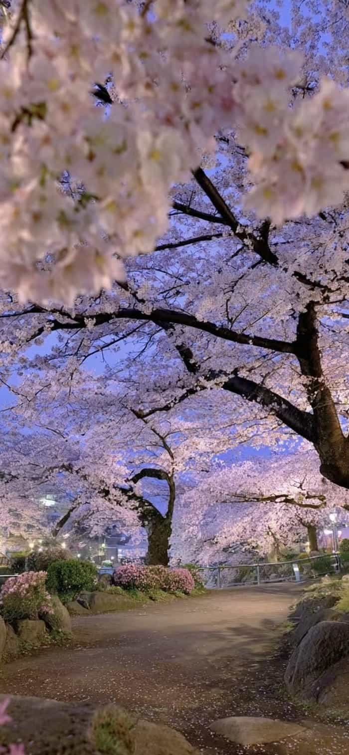 nền hoa anh đào phong cảnh đẹp nhật