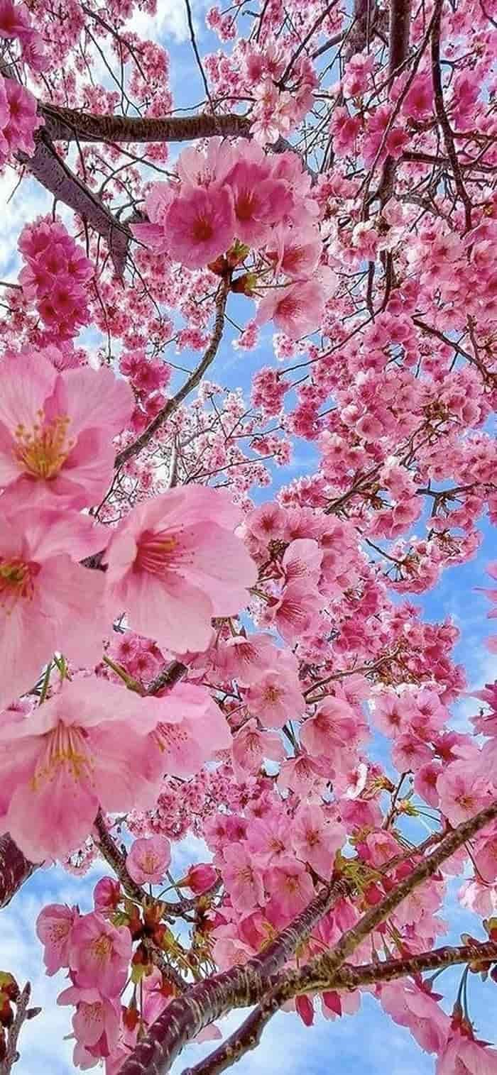 nền hoa anh đào rực rỡ sắc xuân