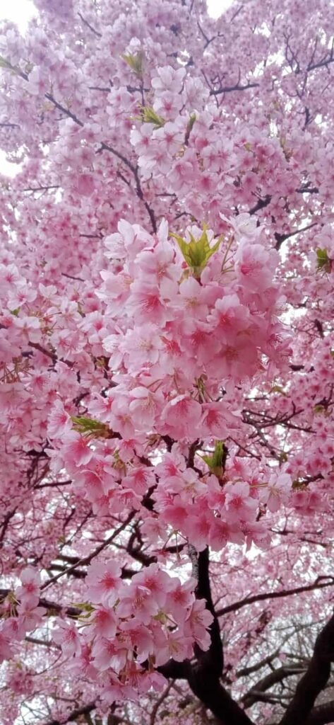 nền hoa anh đào rực rỡ sắc xuân(1)