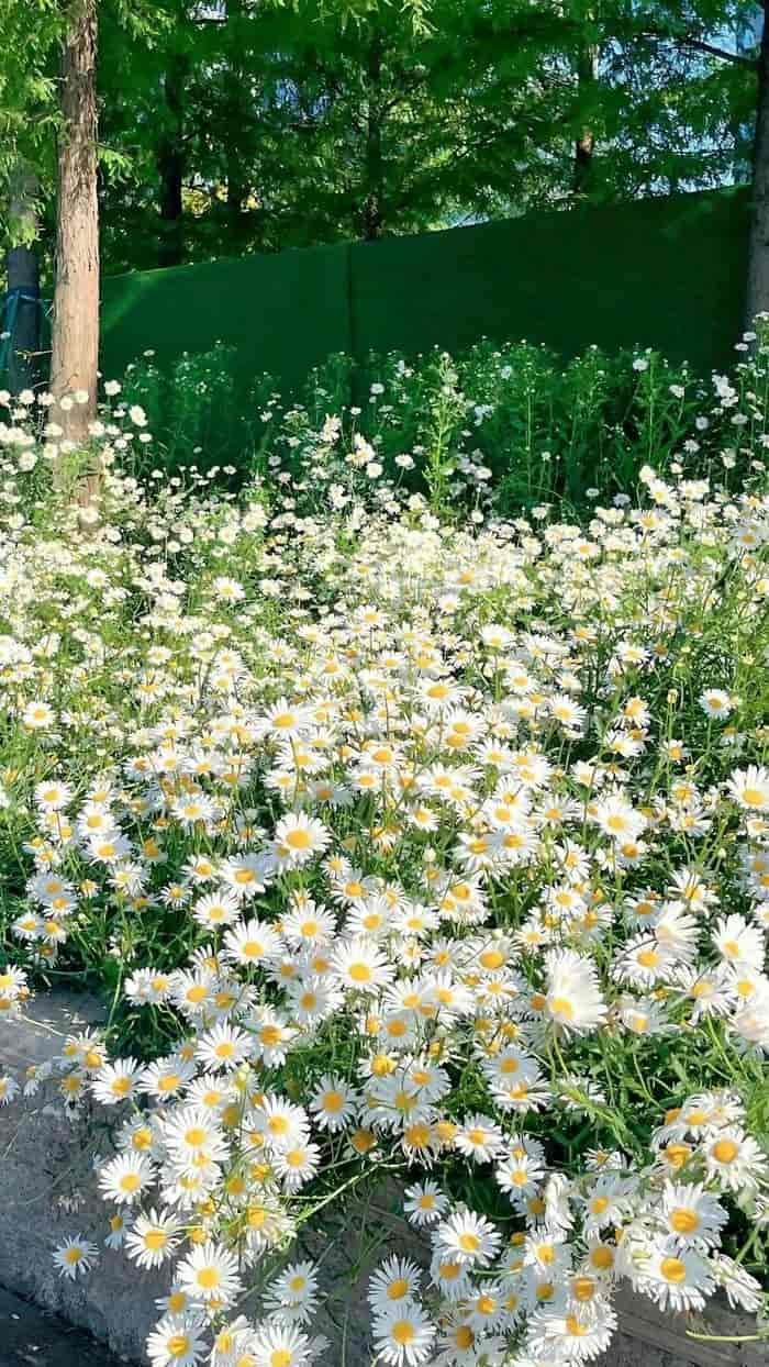 nền hoa dại vintage thanh lịch