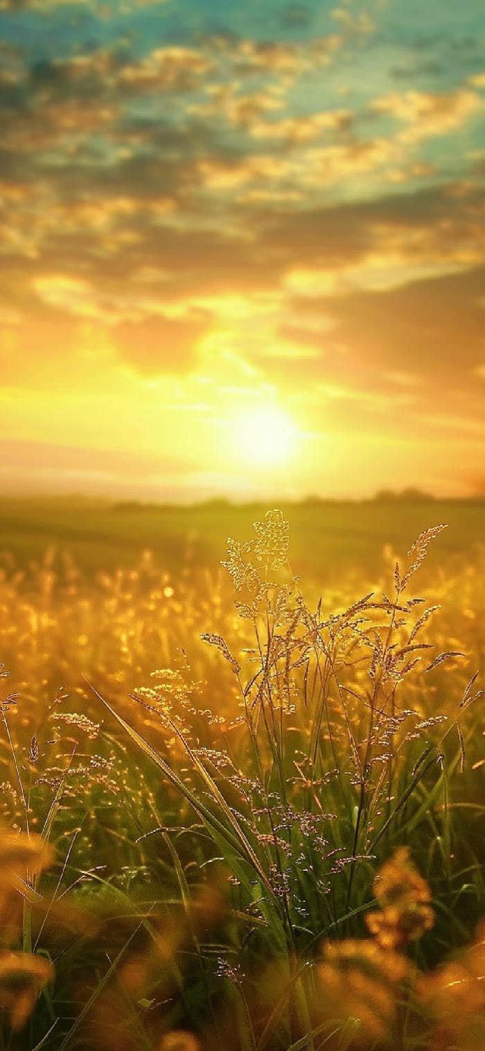 nền mặt trời mọc ấm áp