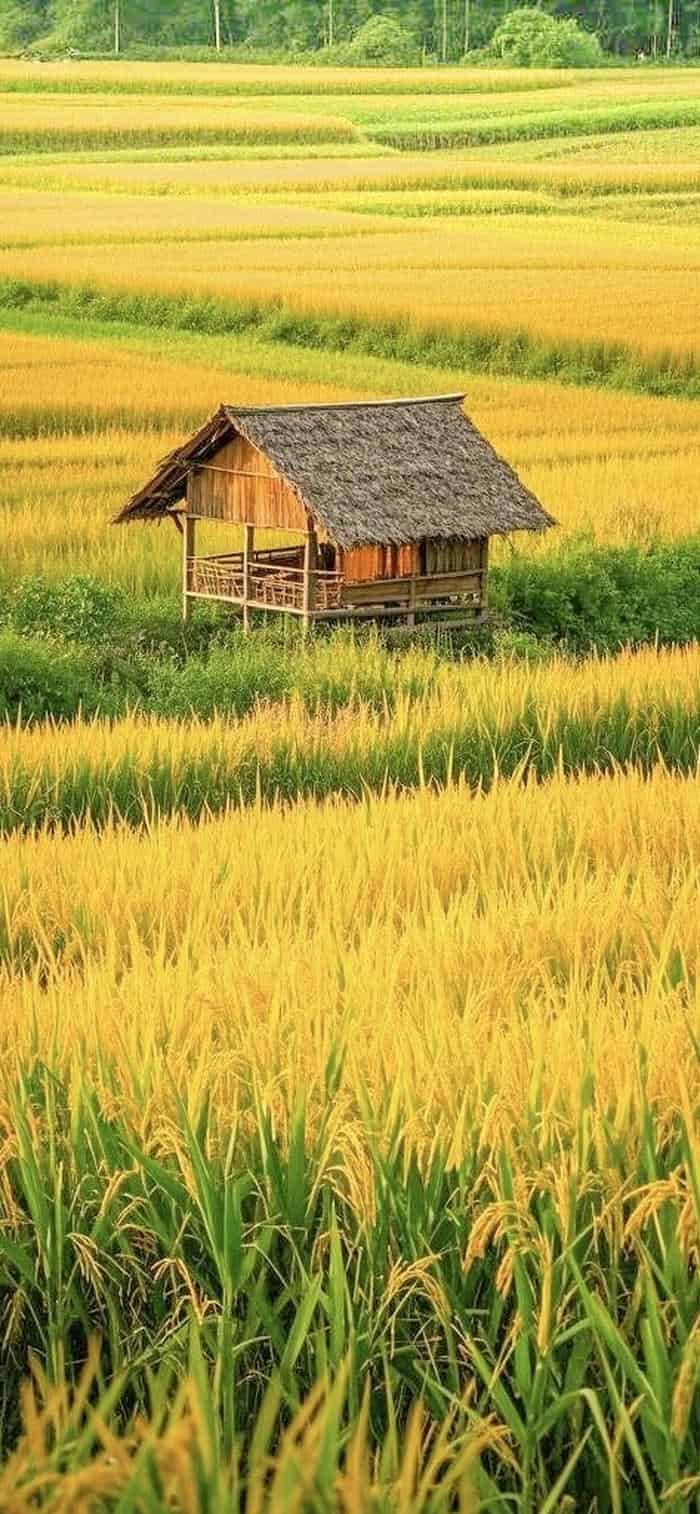 nền phong cảnh đồng quê lúa vàng mùa thu hoạch