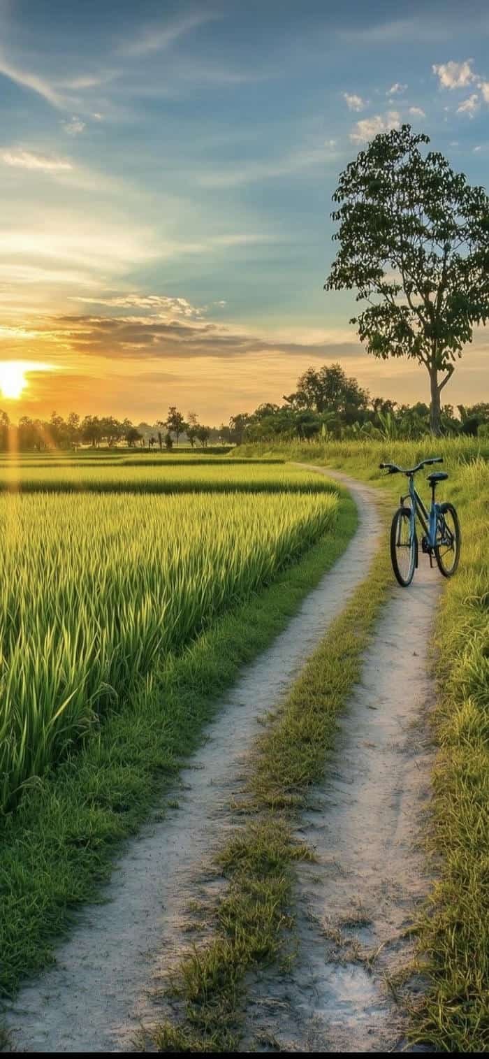 nền phong cảnh đồng quê nắng nhẹ vàng