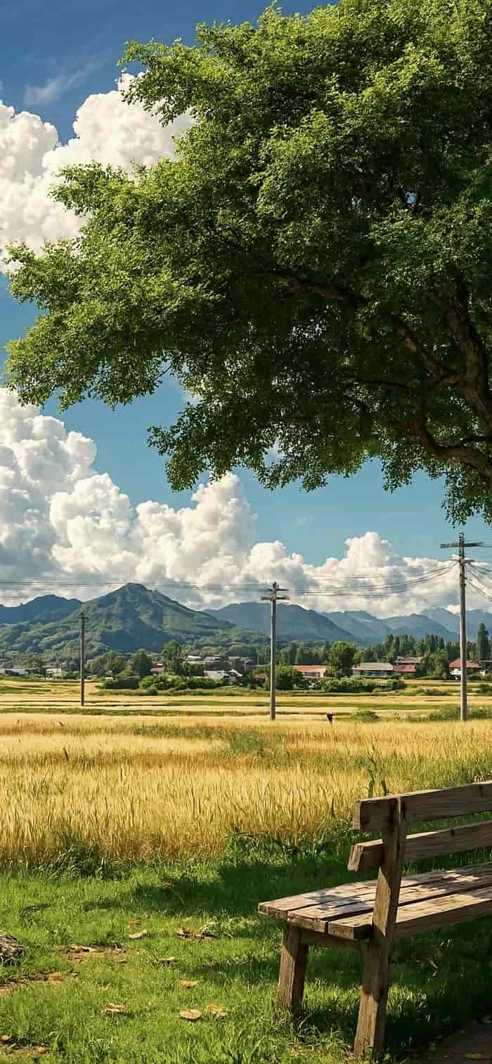 nền phong cảnh đồng quê ruộng lúa vàng