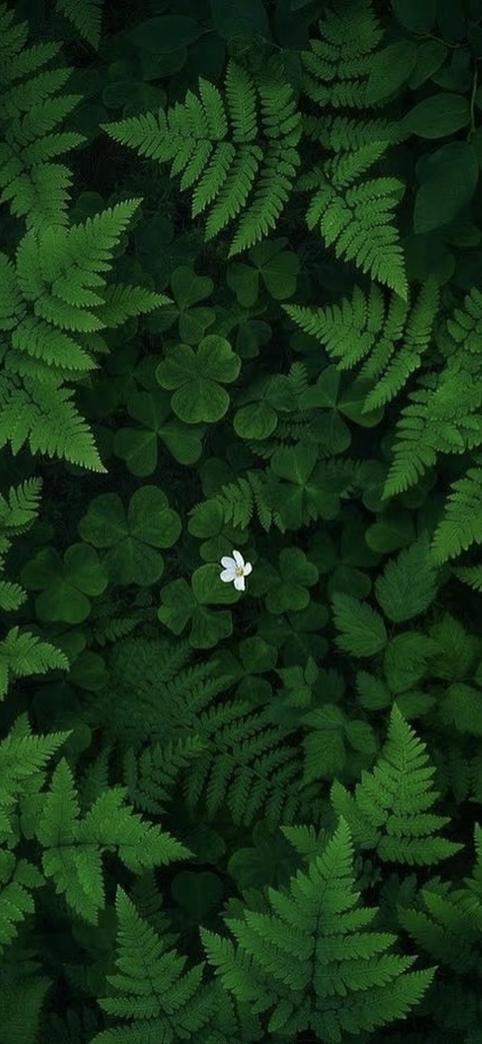 những hình nền lá cây xanh 4k