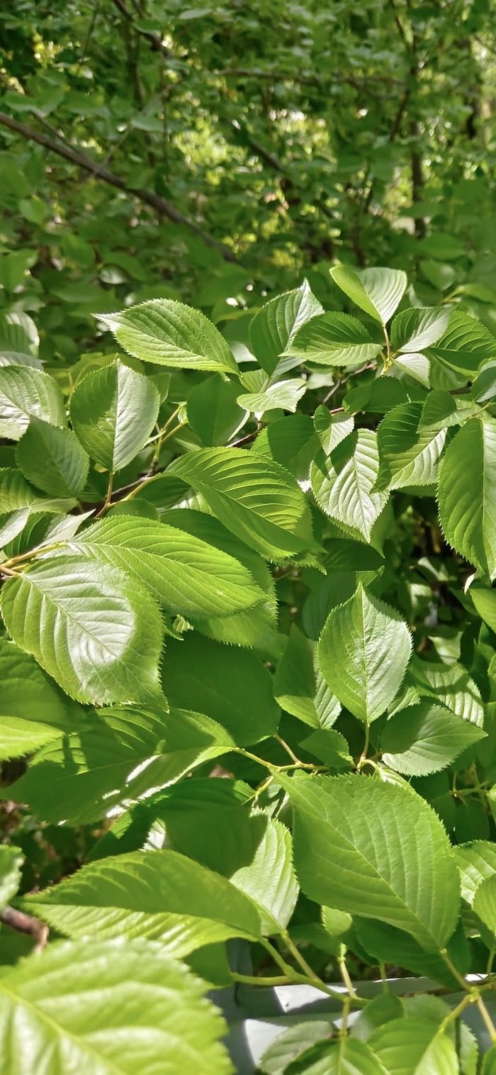 những hình nền lá xanh mộc mạc