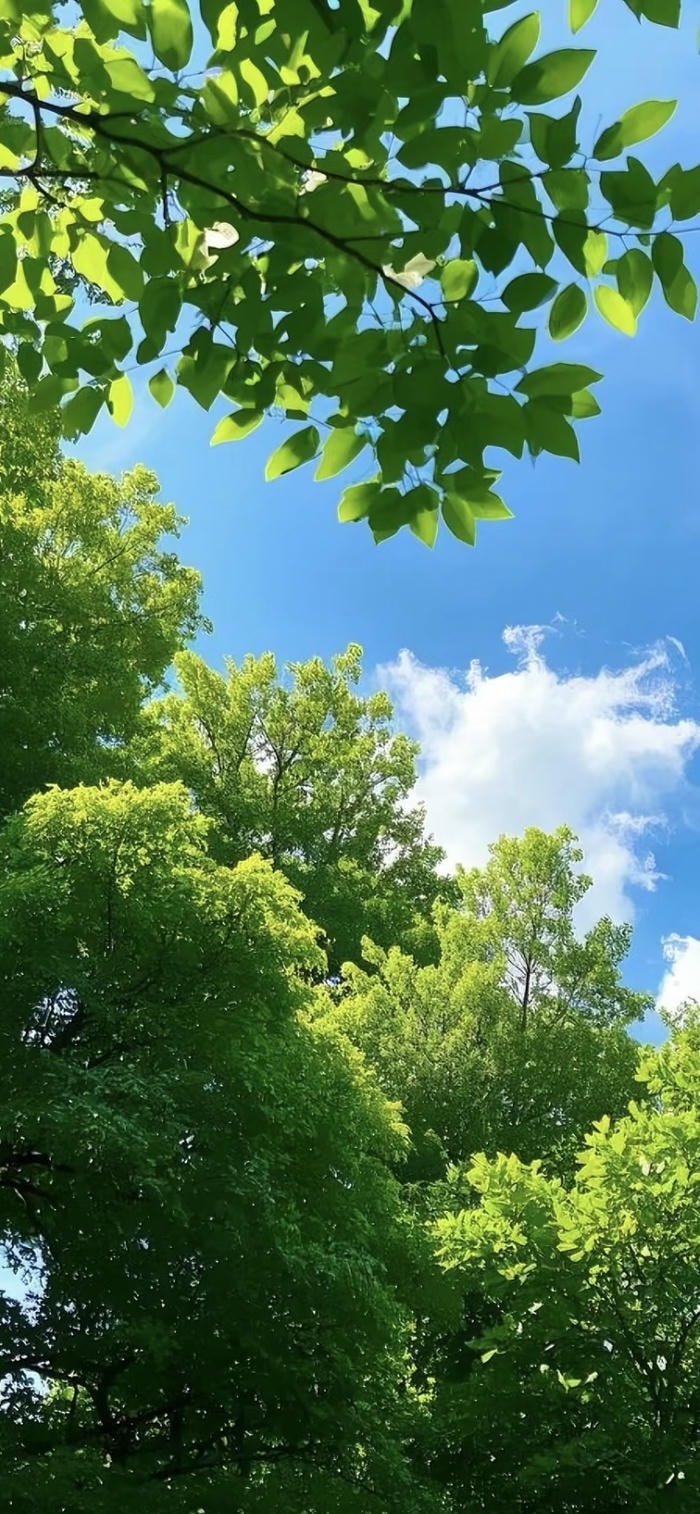 những hình nền lá xanh sáng đẹp