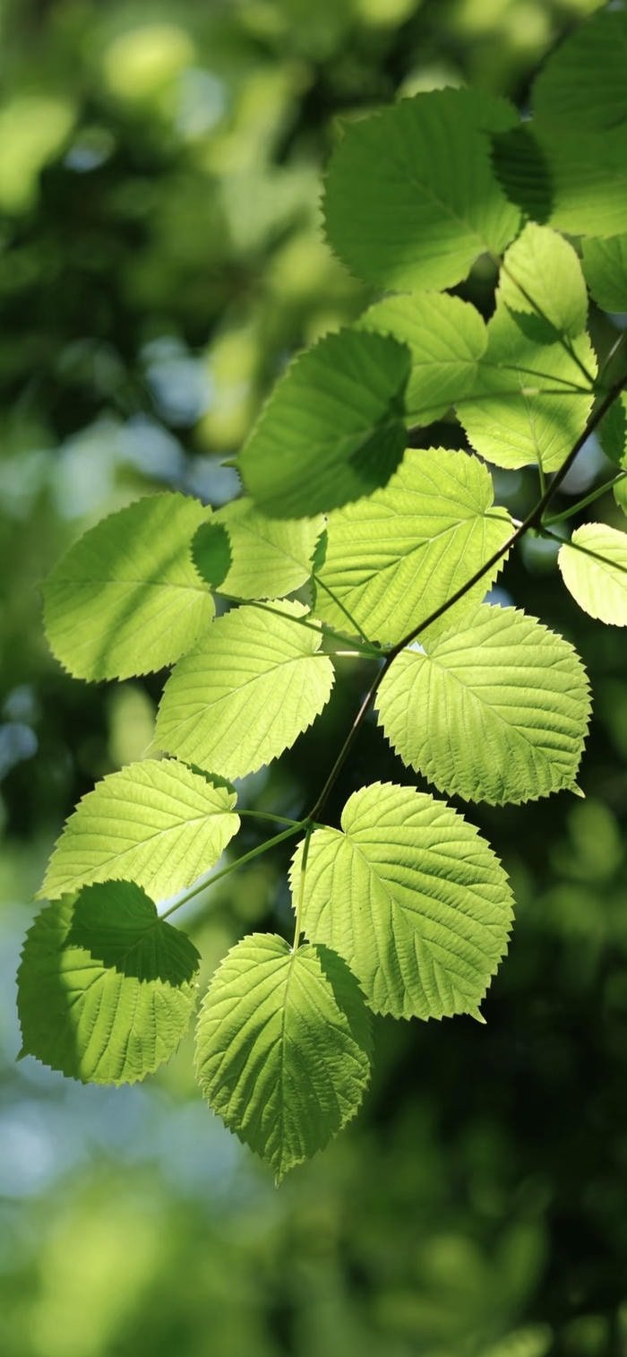 những hình nền lá xanh thiên nhiên