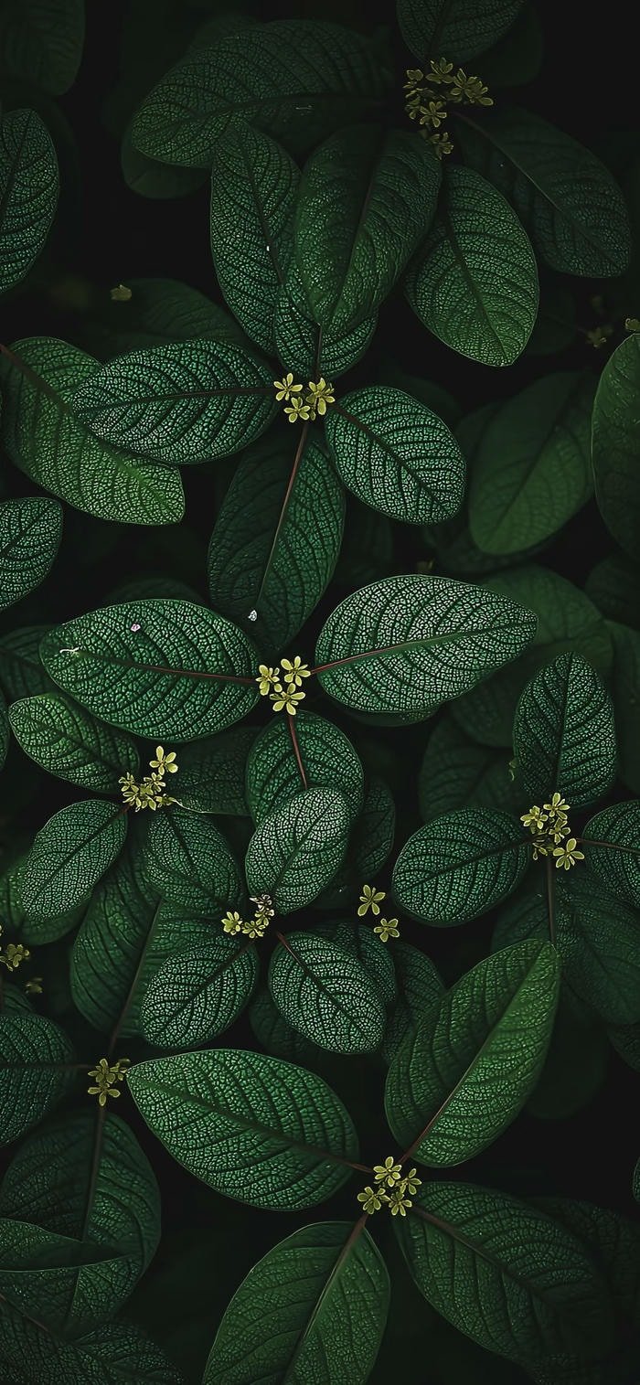 những hình nền màu xanh lá cây