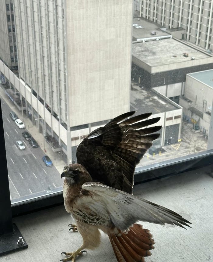 phong thủy đại bàng tăng quyền thế