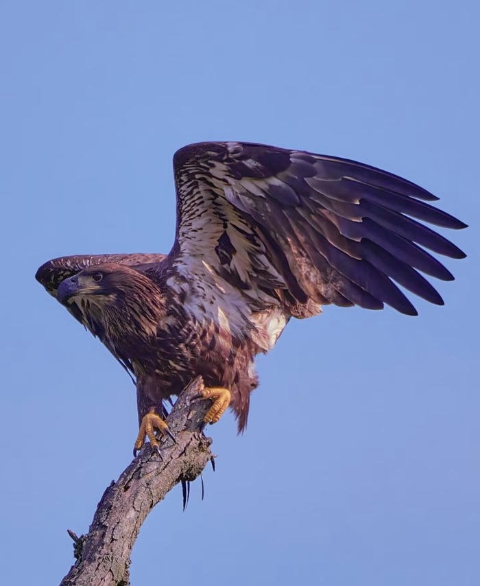 phong thủy đại bàng tạo sức mạnh