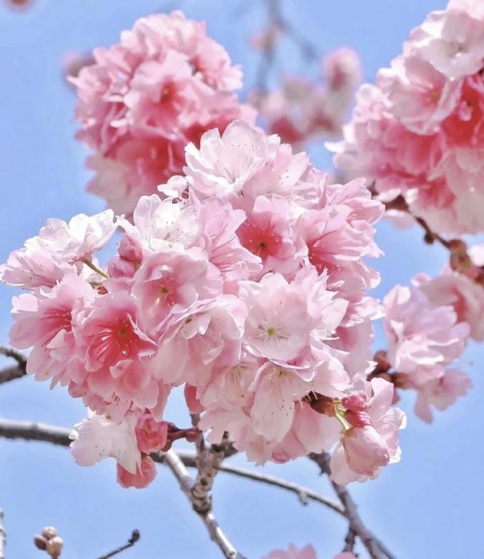 phong thủy đào nở hợp tài lộc