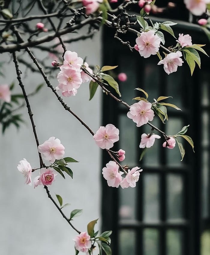 vẻ đẹp xuân hoa đào phong thủy